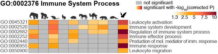 BatImmuneEnrichments